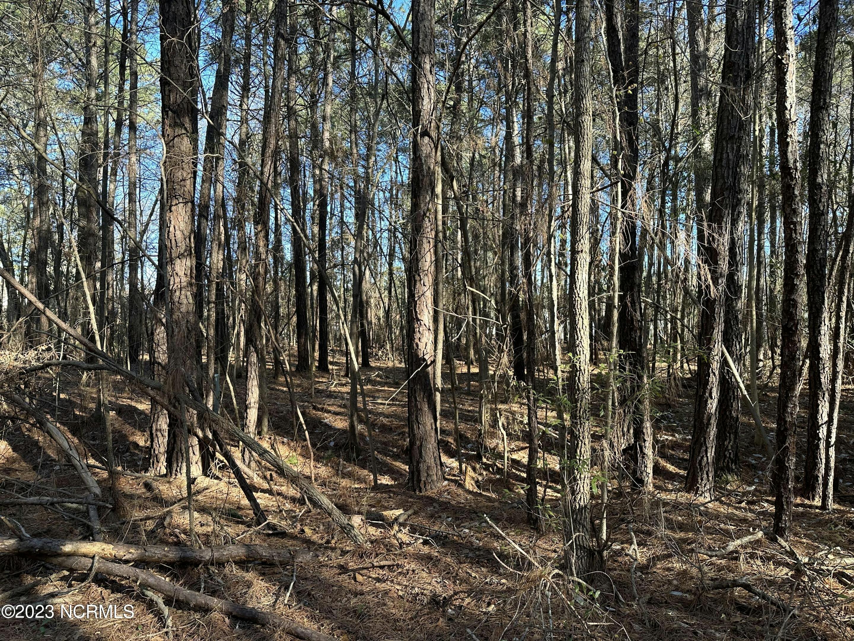 Wooded Lot